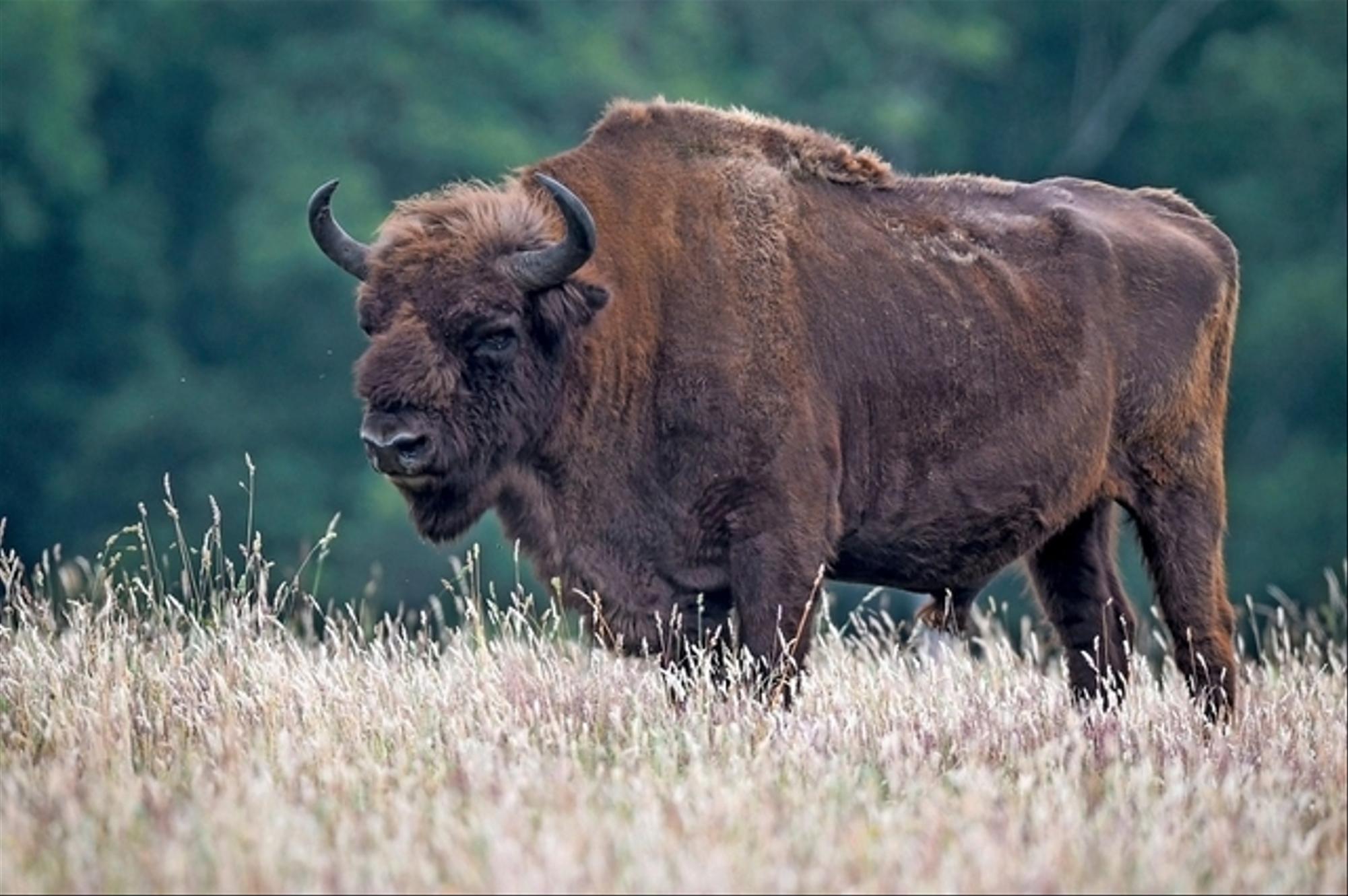 24 Heures : Les bisons d’Europe bientôt à Suchy