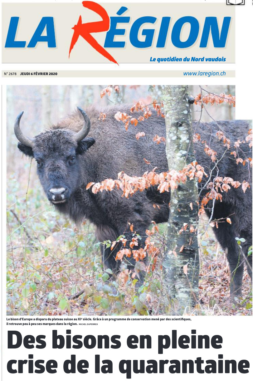 La Région : Des bisons en pleine crise de la quarantaine