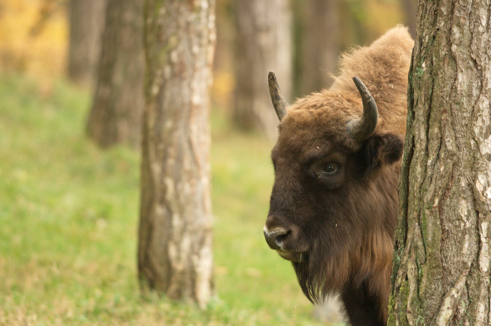 L’Est Républicain : Canton de Vaud – cinq bisons peuplent la forêt de Suchy