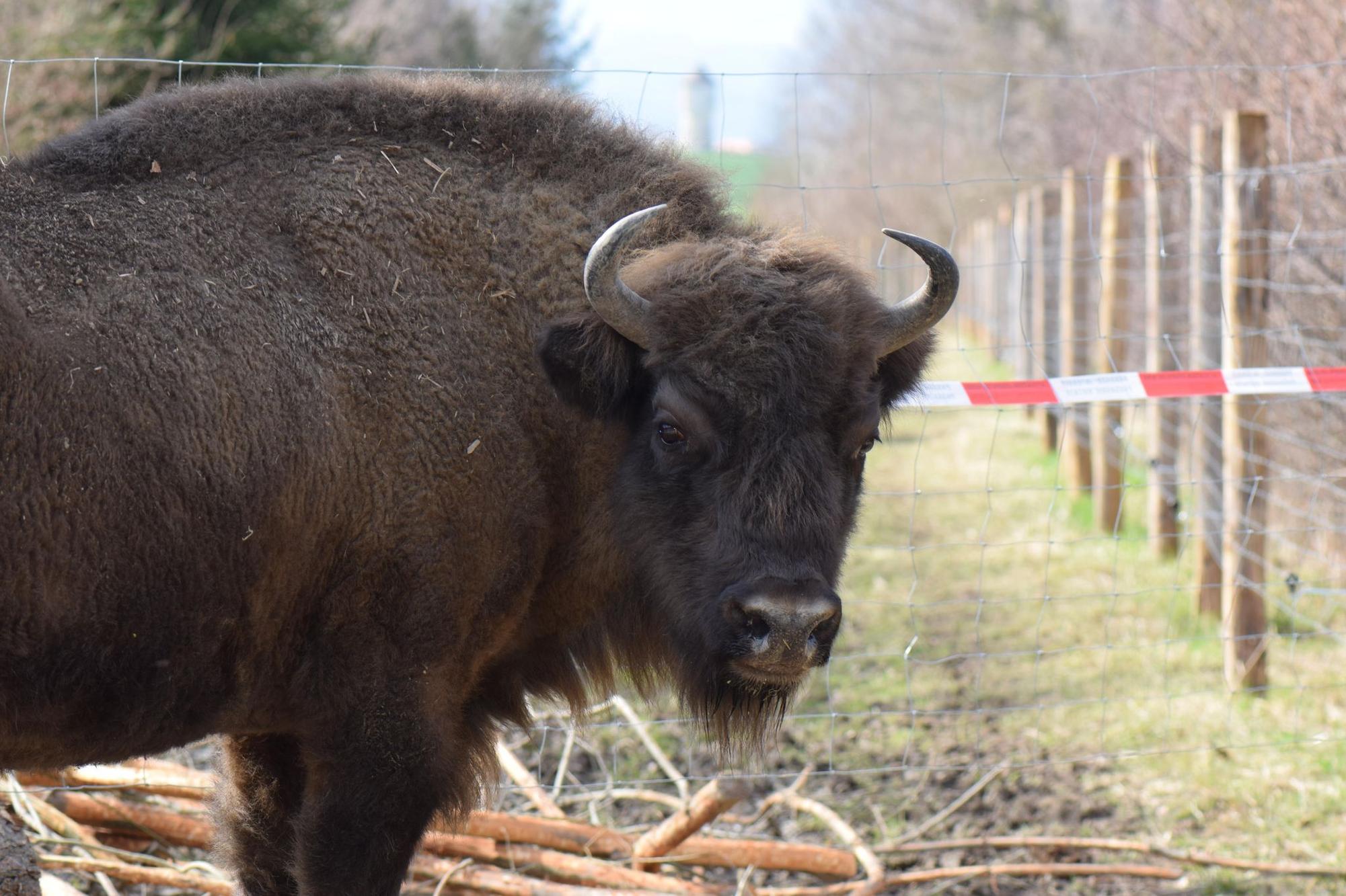 Le Courrier : Le biologiste des bisons vaudois