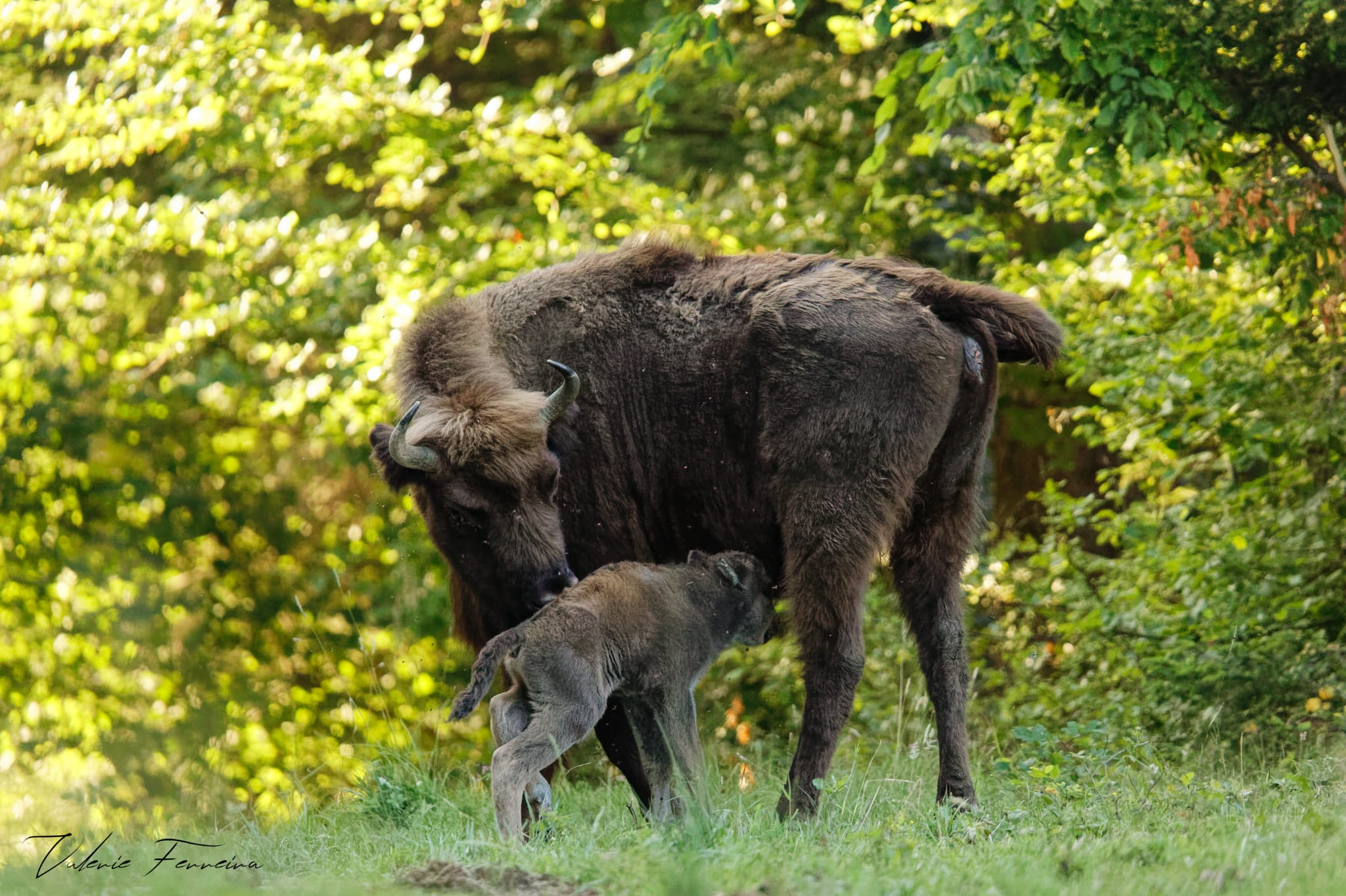 Annonce de la naissance d’un bisonneau en forêt de Suchy VD